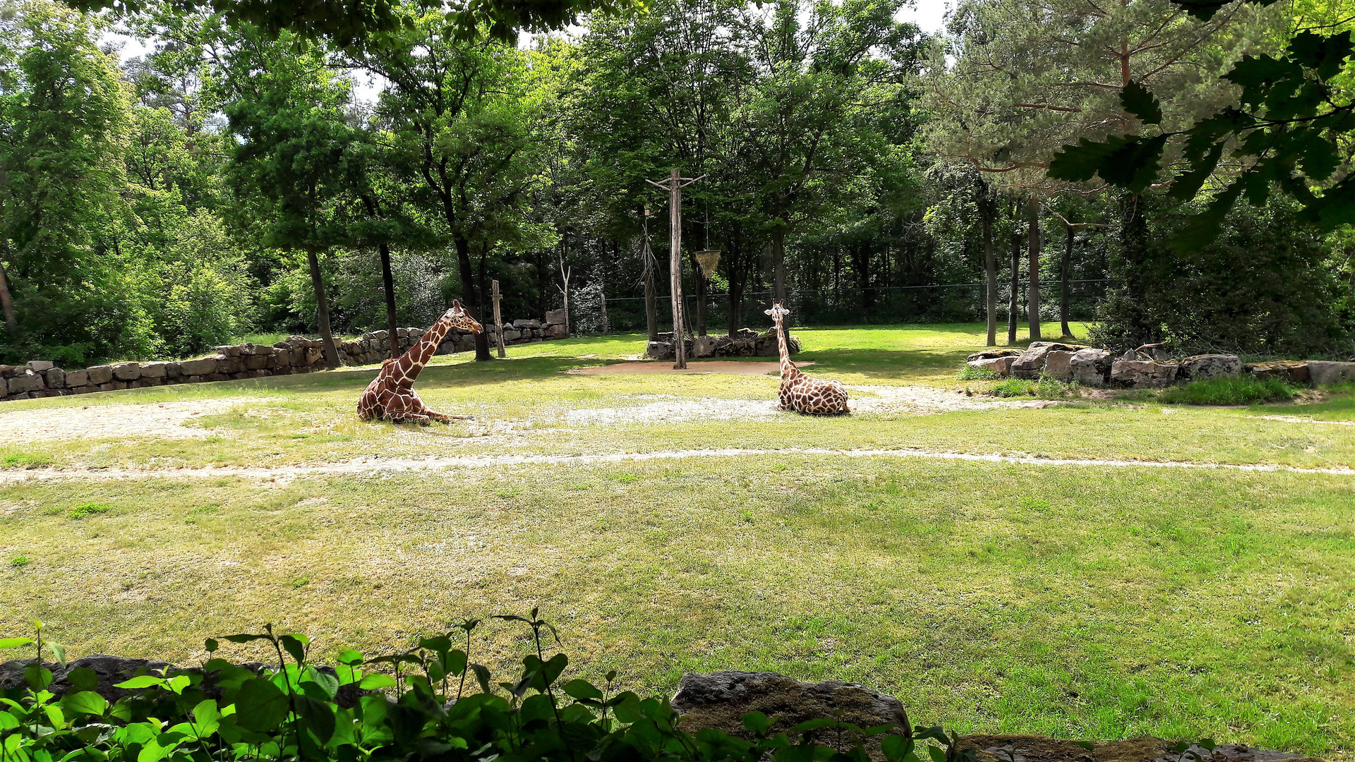 30.05.2020 Tiergarten Nürnberg In der Ruhe liegt die Kraft