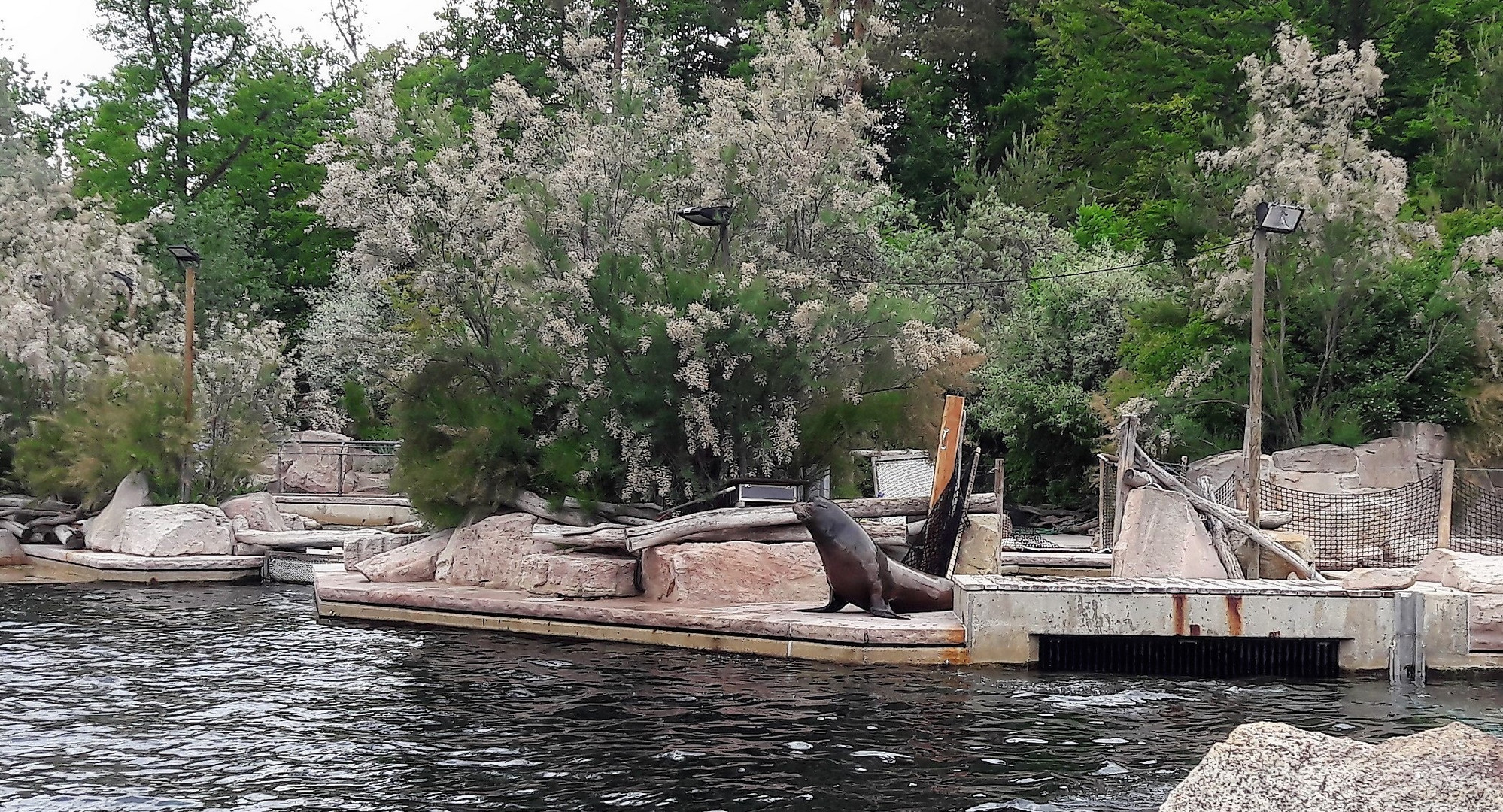 30.05.2020  Tiergarten Nürnberg : Seelöwe zeigt sich