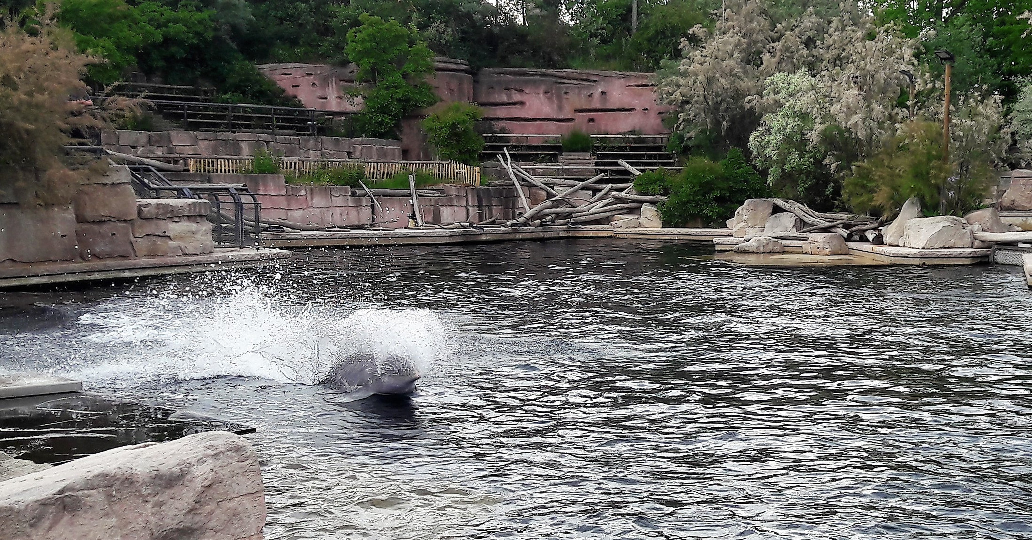 30.05.2020  "Wasserpflügen" Tiergarten Nürnberg