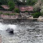 30.05.2020  "Wasserpflügen" Tiergarten Nürnberg