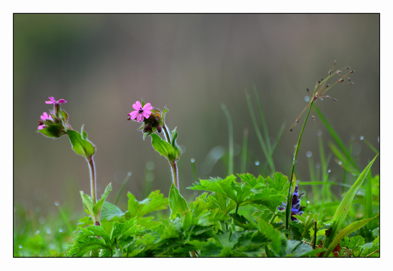 300mm - Lichtnelke