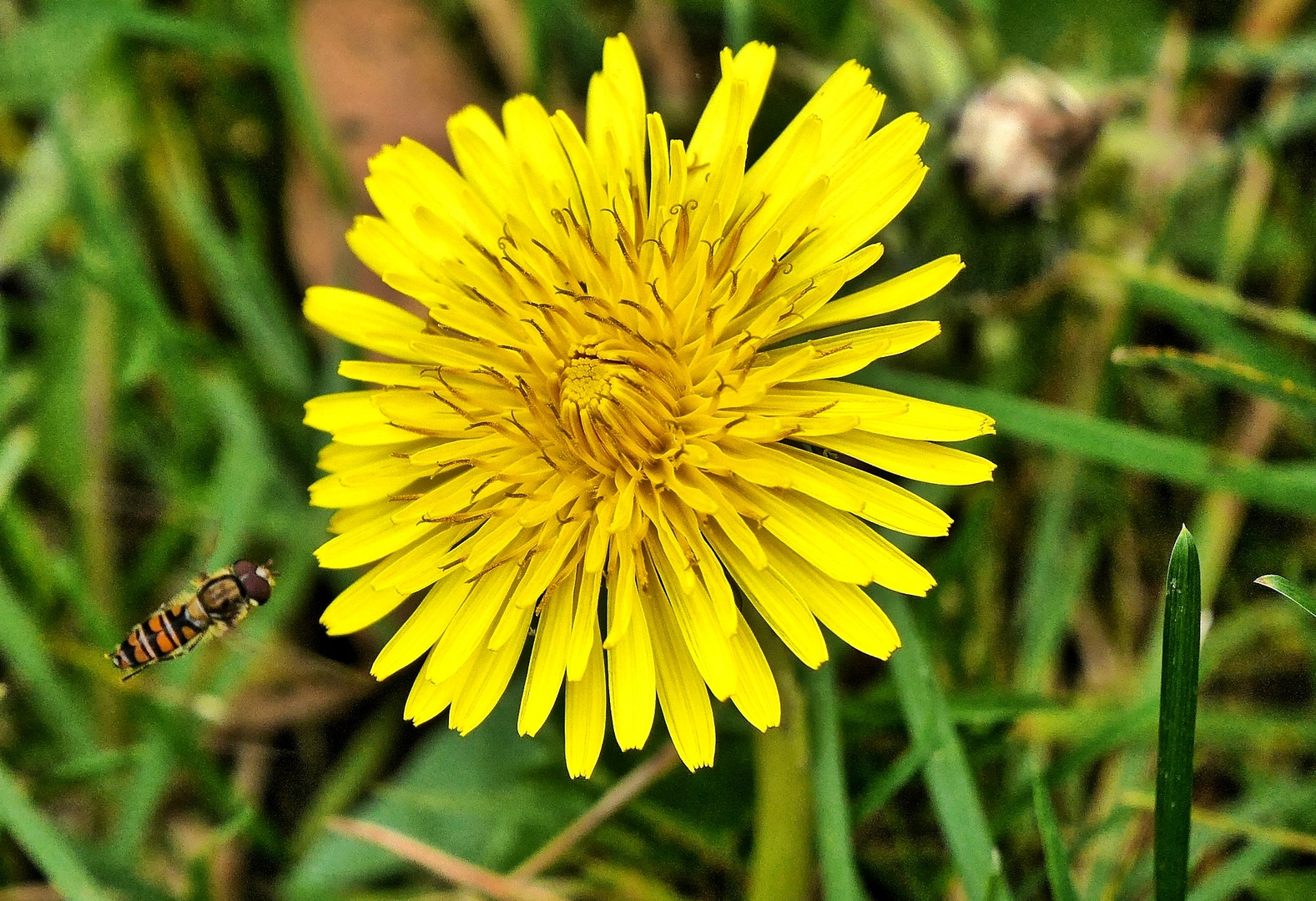 30.10.2023 - Schwebfliege und Löwenzahn