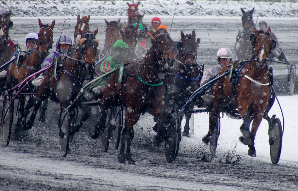 3013 trot à vincennes