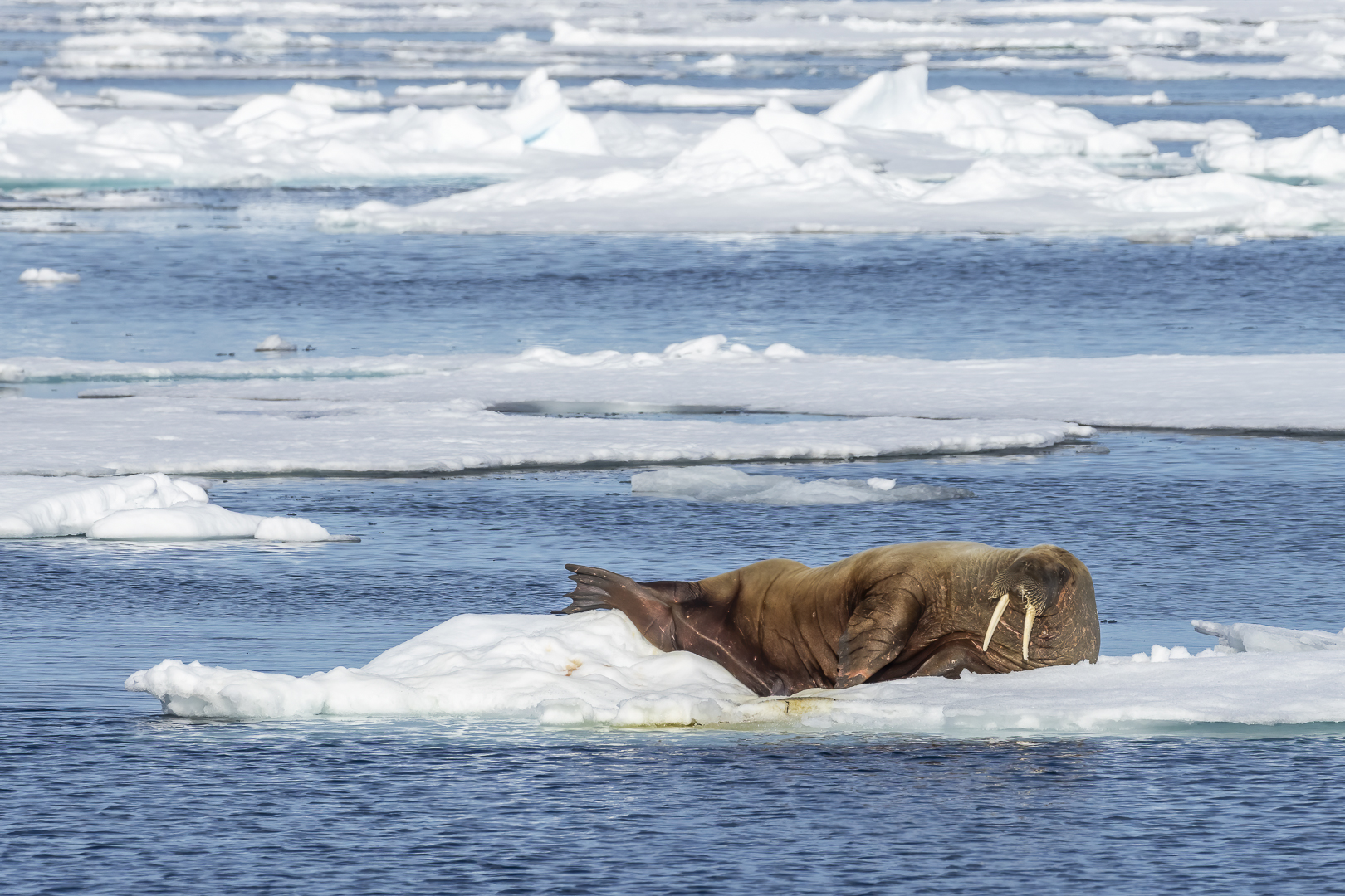 303-20230627 - Packeis-Raudfjorden und Fuglesangen - _19A6337-Bearbeitet