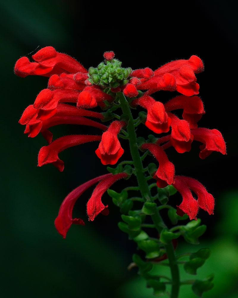 Ein Herzchen für Rot und Grün von Paulantje