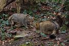 Wildkatzen (Felis silvestris) von Stefan Dummermuth