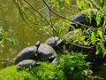 Wasserschildkröten von cora.r.cordes