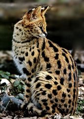 3041....Serval