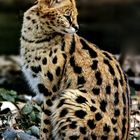 3041....Serval