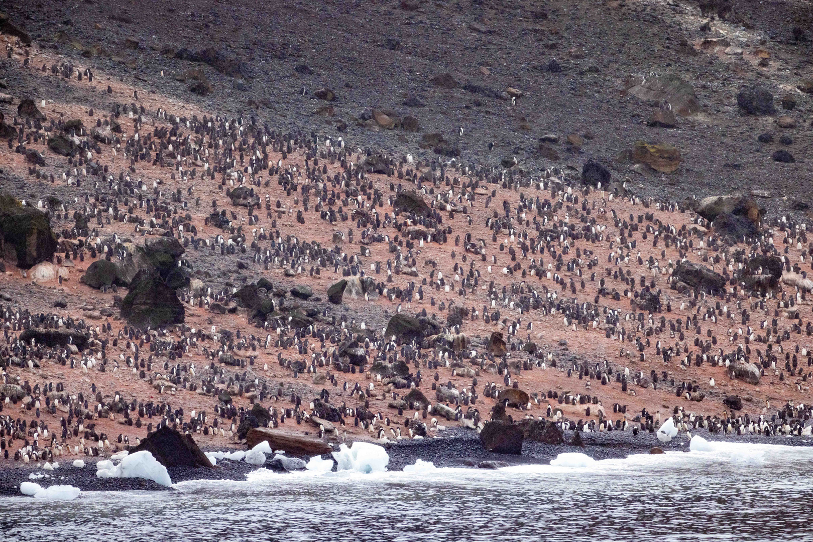 30541 Pinguine (Bildausschnitt)