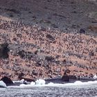 30541 Pinguine (Bildausschnitt)