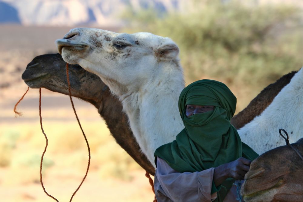 Ein Targi der Sahara von Georg Hollaz