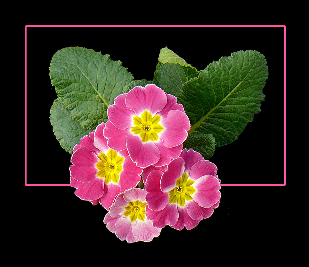 307 PRIMULA ROSA