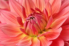 3083   coeur de dahlia