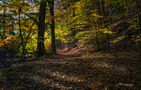 Herbstwege - autumn ways  von Huetteberg