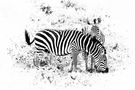 Zebra mit Fohlen by Ecce