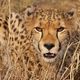 Gepard in Wartestellung