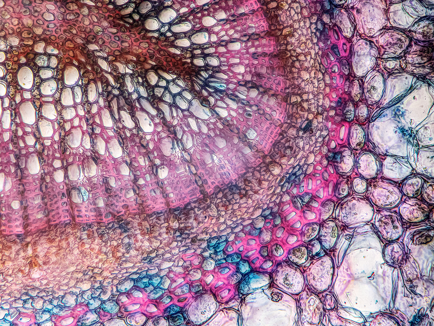 30cb-Cross-section-Ericaceae-with-red-blue-colouring-NikonMPlan40-48B-flash