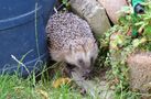 Später Besuch im Garten von Barbara Lautenbach