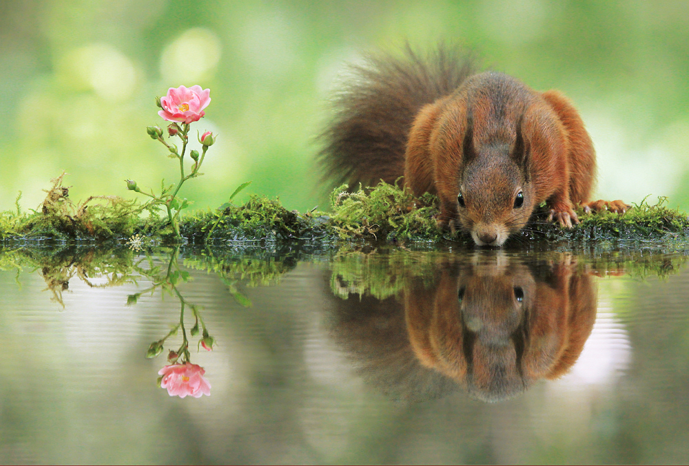 31° Foto & Bild natur, tiere, wildlife Bilder auf
