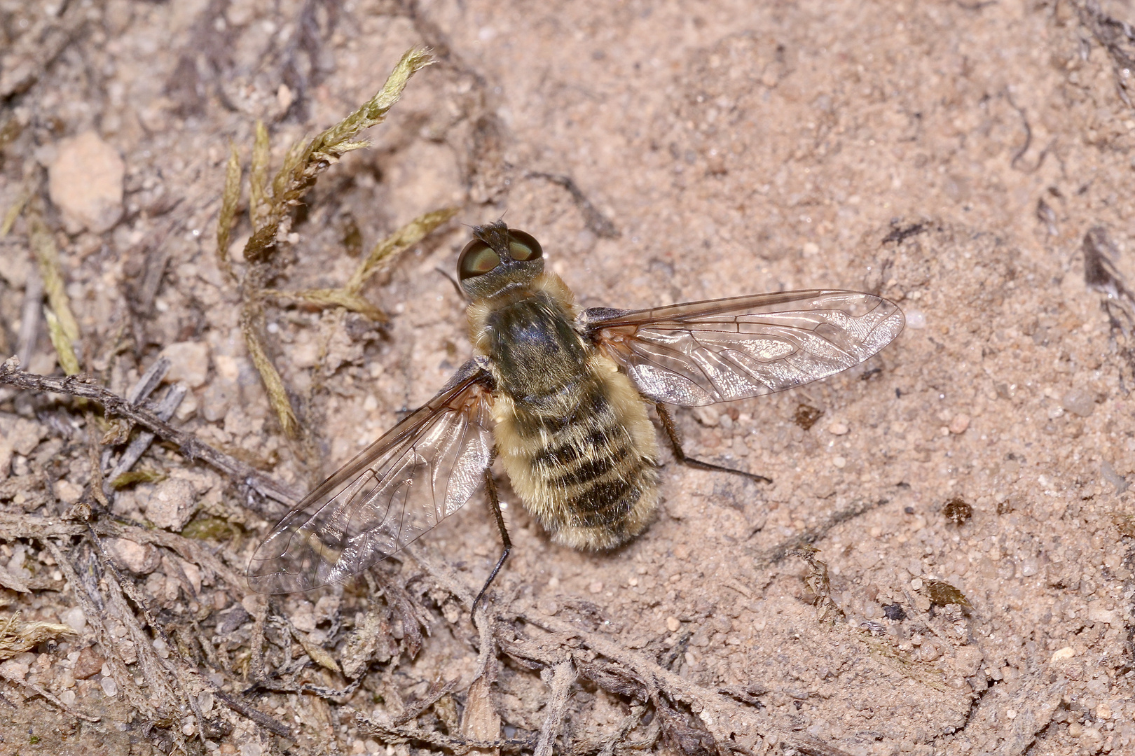 (31) "Beifang" aus der Wildbienenkolonie in Neukappl/Opf., Sommer 2019