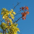 31. Juli 2020, TROCKENHEIT IN DEUTSCHLAND...mitten im Sommer kündigt sich schon der Herbst an...