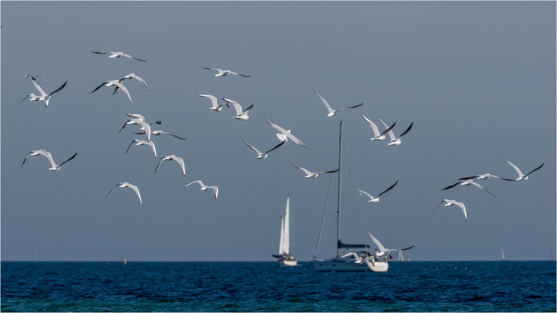 31 Möwen im Flug über der Ostsee .....