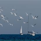 31 Möwen im Flug über der Ostsee .....