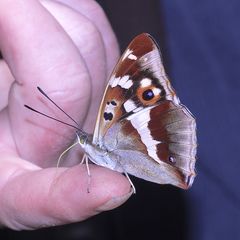 (3/10) Der Große Schillerfalter (Apatura iris)