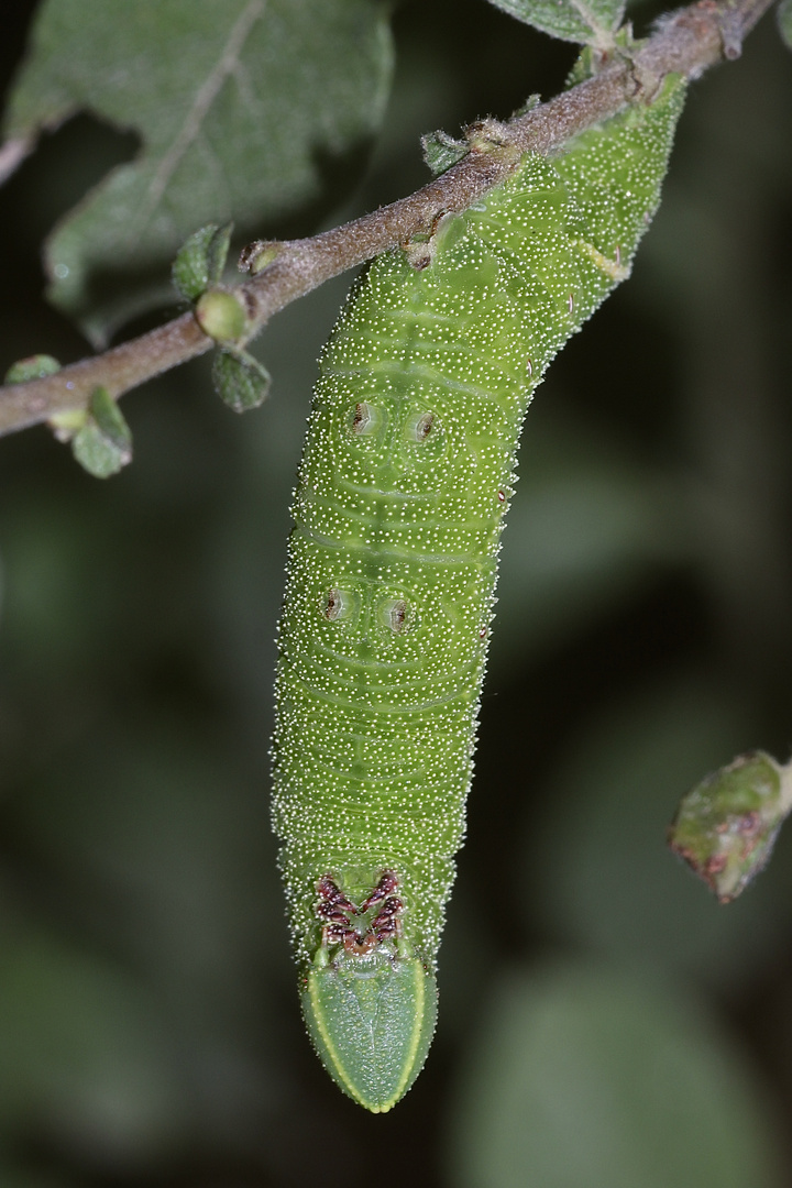 (3/10) Eine Raupe des Abendpfauenauges (Smerinthus ocellata)