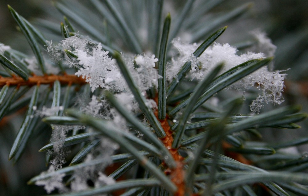 ... 31.01.2009 ... Schneeflocken .