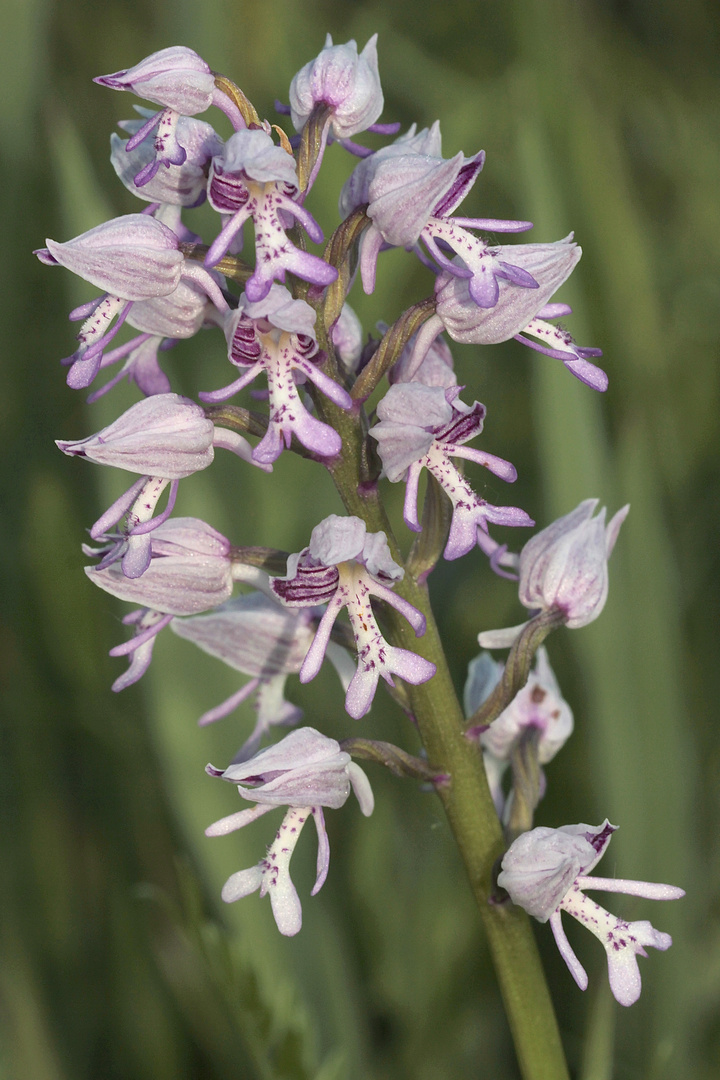 (3/11) Verschiedene Farbvarianten des Helm-Knabenkrauts (Orchis militaris)