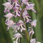 (3/11) Verschiedene Farbvarianten des Helm-Knabenkrauts (Orchis militaris)