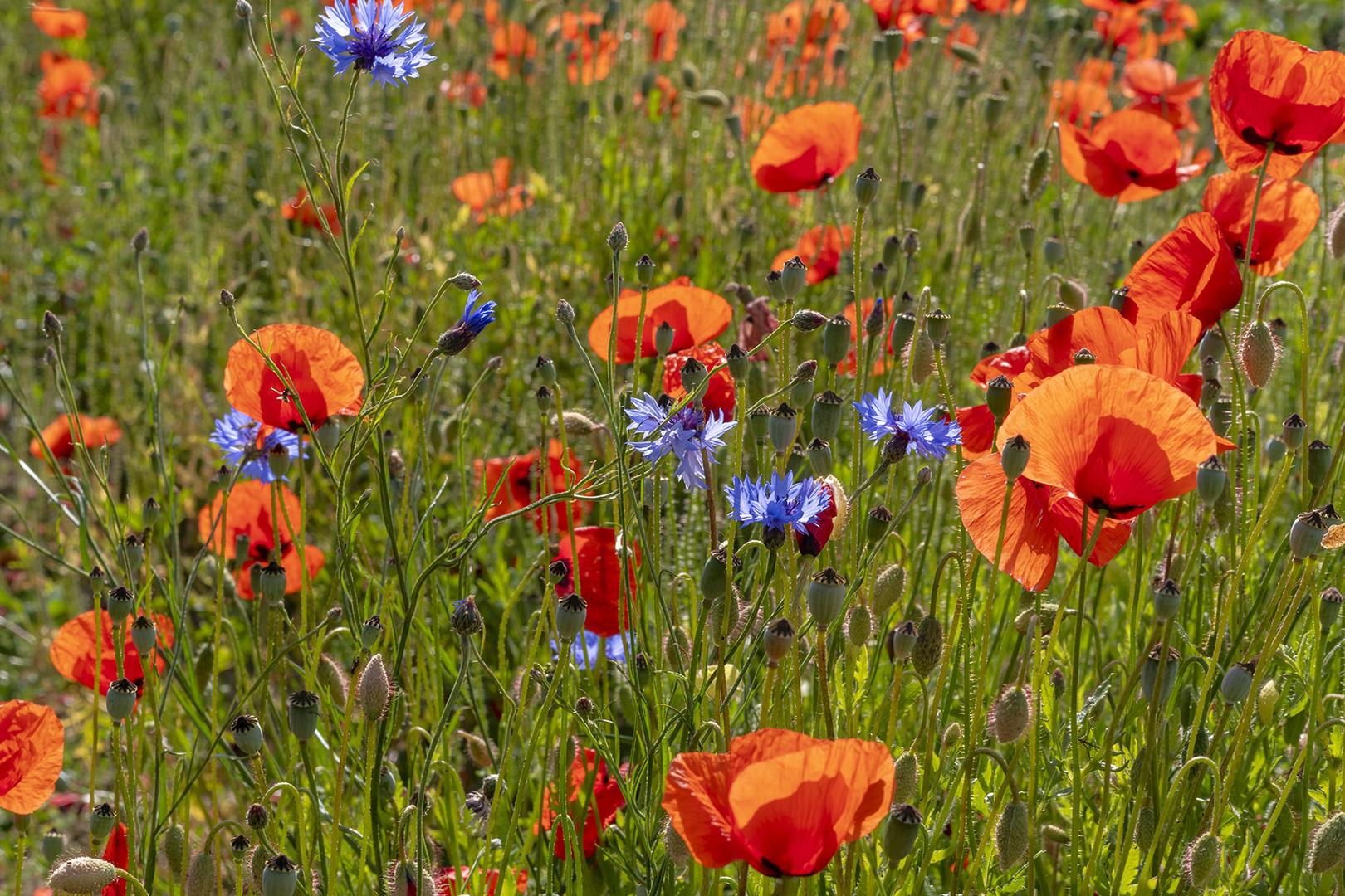 3113SC Mohnlandschaft mit Kornblumen