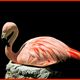 Schlafender Flamingo
