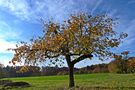 Kirschbaum im Herbst by tiedau-fotos