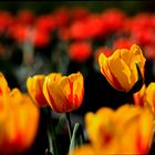312....massif de tulipes