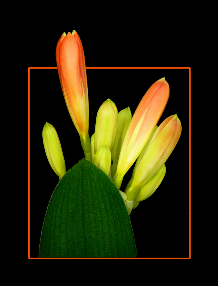 313 CLIVIA IN BOCCIO