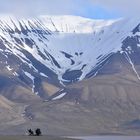 314 313 1095 Spitzbergen 2016 - Rosalena 2190