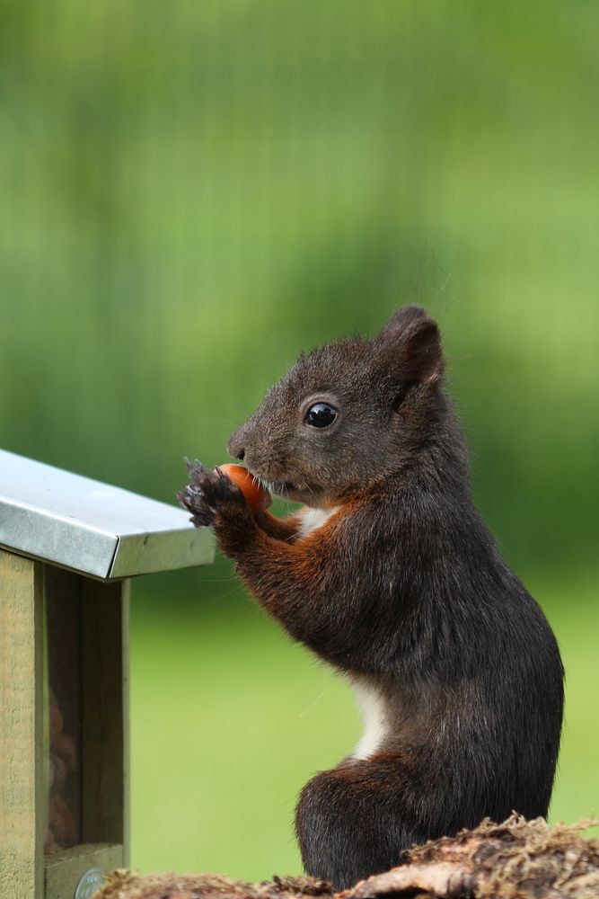 ordentlich sitzen wird belohnt von Fuchs Uwe 