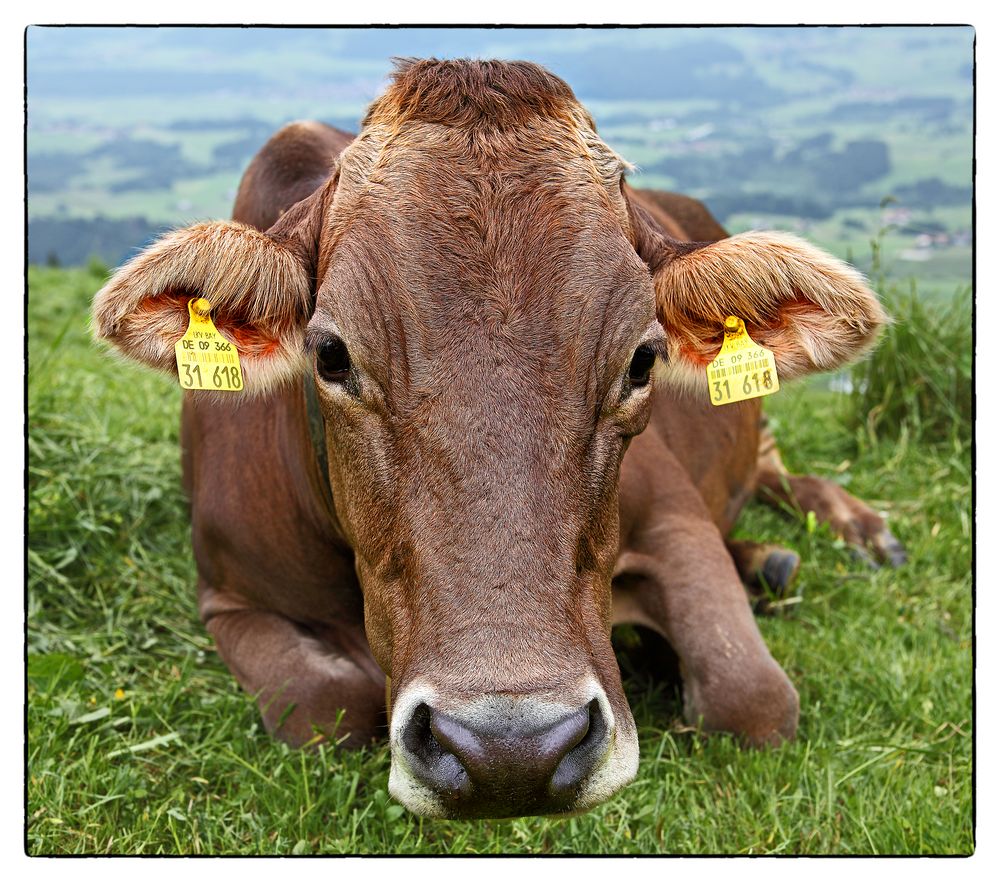 31618 Foto & Bild | tiere, haustiere, nutztiere Bilder auf fotocommunity