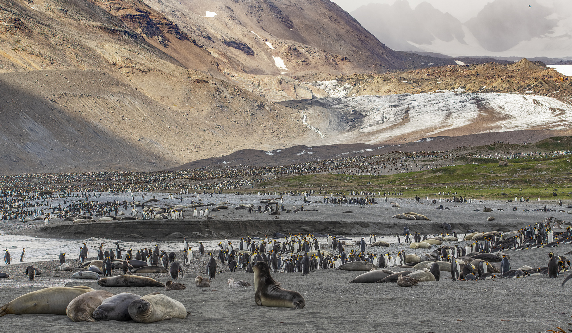 3162T Südgeorgien  St. Andrews Bay Seelefanten und Königspinguine