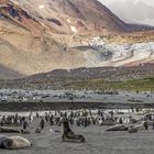 3162T Südgeorgien  St. Andrews Bay Seelefanten und Königspinguine