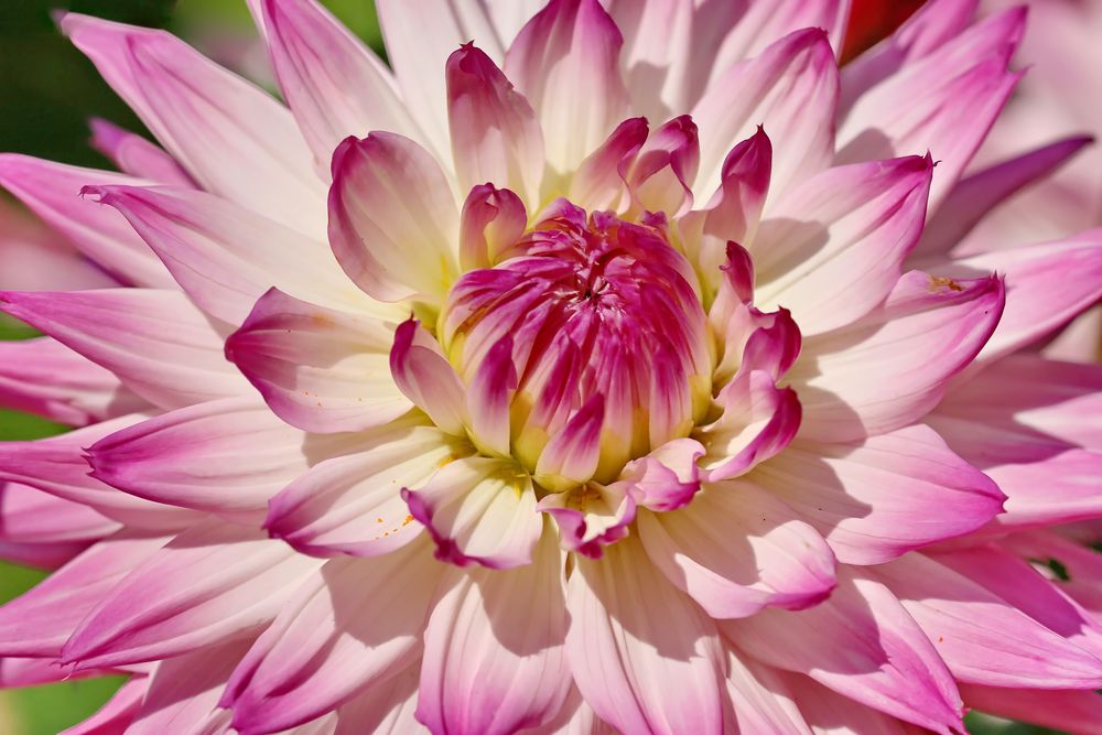 3164....dahlia de mon coeur