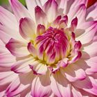 3164....dahlia de mon coeur