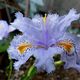 Iris japanica / Gefanste Schwertlilie