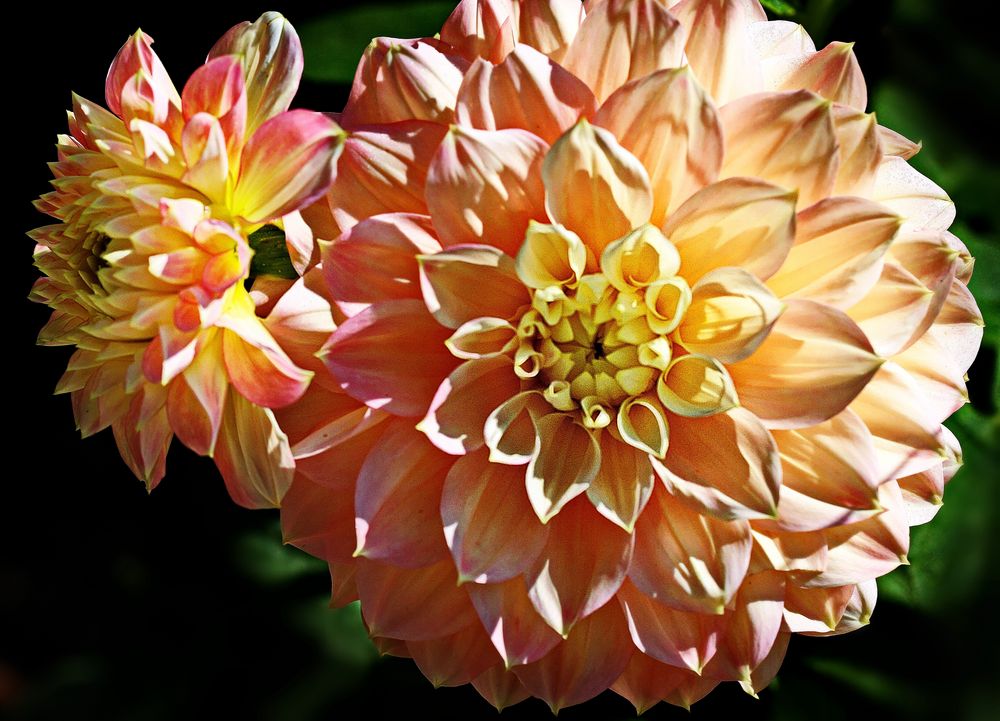 3175....dahlias