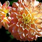 3175....dahlias