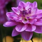 3178 dahlia