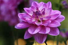 3178 dahlia